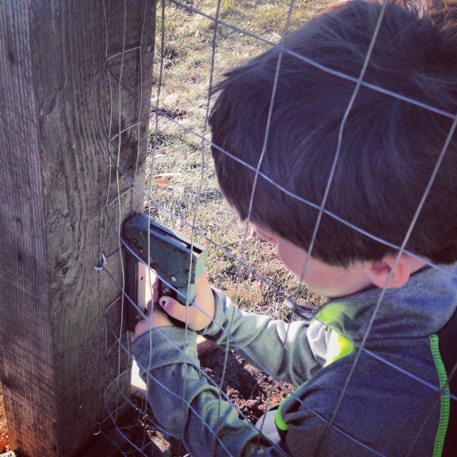 Stephen building a new chicken coop at LouLou's school