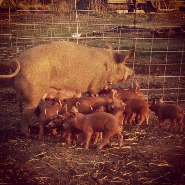 2013-11-27 15.59.40-1