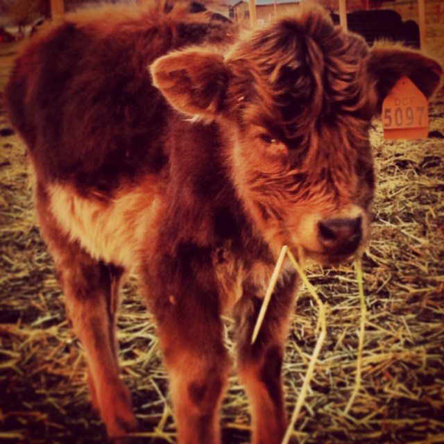 2013-11-27 16.09.43-1