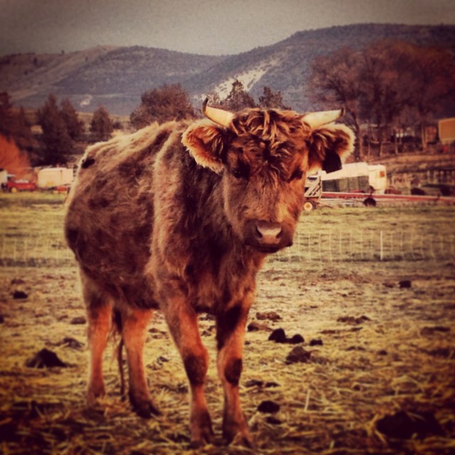 2013-11-27 16.09.52-1