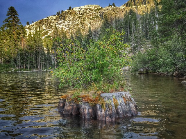 found this super cool stump in the water with it's own little forest growing on it