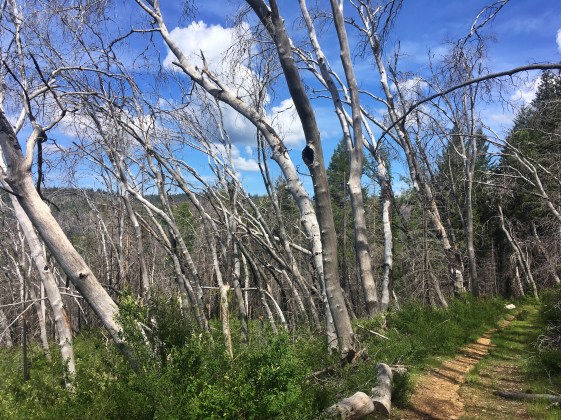 Photo 5-19-18, 10 43 39 AM