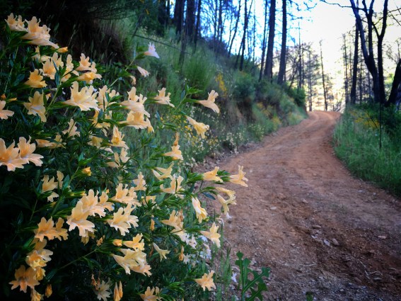 Photo 5-19-18, 6 05 43 PM